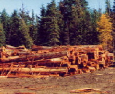 Western Red Cedar